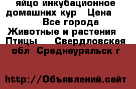 яйцо инкубационное домашних кур › Цена ­ 25 - Все города Животные и растения » Птицы   . Свердловская обл.,Среднеуральск г.